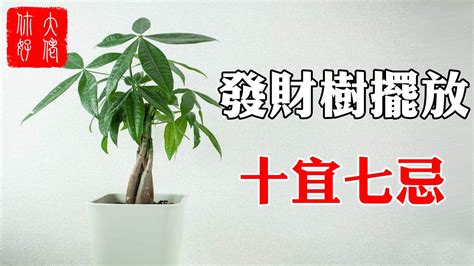 發財樹開花 風水